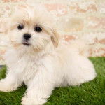 Un Shi Apso blanc avec une longue fourrure sur les oreilles