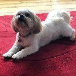 Un Shi Apso de pelage beige allongé et porte un collier au cou 