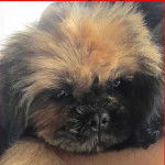 Photo montrant Shi Apso de pelage bicolore il semble détendu