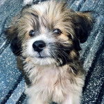 Un Shi Apso de pelage tricolore et qui semble joyeux