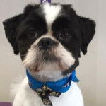 Photo montrant un Shi Apso de pelage noir et blanc il fixe la caméra et porte un collier bleu 