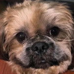 Photo montrant un Shi Apso de pelage bicolore fixant la caméra d'un air étonné