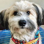 Un Shi Apso de pelage blanc marron assis en regardant la caméra et porte une écharpe multicolore 