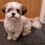 Un Shi Apso de pelage blanc et kaki assis sur une moquette en regardant la caméra