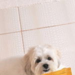 Un Shi Apso de pelage blanc debout sur un sol carreler il semble joueur