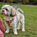 Un Shi Apso de pelage bicolore debout sur une surface herbacée et semble détendu