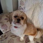 Un Shi Apso de fourrure marron et kaki et porte un collier autour du cou en regardant la caméra