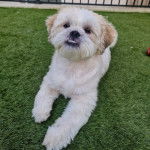 Un Shi Apso de pelage blanc allongé sur une surface herbacée et semble détendu