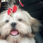 Photo montrant une femelle Shi Apso de pelage blanc tirant la langue et semble joyeuse