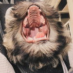 Un Shi Apso de pelage noir ouvrant largement sa gueule et semble épuiser