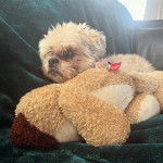 Un Shi Apso de pelage kaki allongé devant une peluche et semble détendu