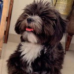 Un Shi Apso de pelage noir et blanc assis sur un sol carreler tout en tirant la langue