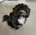 Un Shi Apso de fourrure noire et blanche assis sur un sol carreler et tire la langue