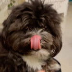 Un Shi Apso de pelage marron et noir léchant son museau avec sa langue il semble détendu