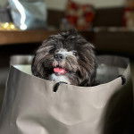 Un Shi Apso de pelage noir et blanc assis dans un sac et semble joyeux