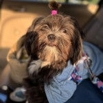 Un Shi Apso de pelage marron regardant la caméra et porte un habit bleu  et semble détendu