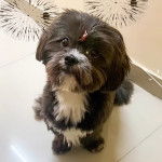 Un Shi Apso de pelage marron et blanc assis sur un sol carreler et regarde la caméra