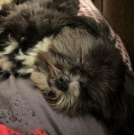 Un Shi Apso de pelage noir allongé et qui semble endormi