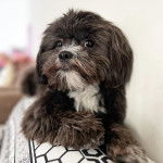 Un Shi Apso de pelage noir et blanc allongé en regardant à gauche et semble détendu