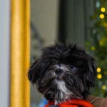 Un Shi Apso de pelage noire et blanc portant un habit orange et semble détendu