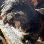 Un Shi Apso de pelage noir et blanc assis et semble pensif 