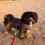 Un Shi Apso de pelage marron debout et porte une laisse bleue autour du cou