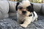 Un Shi Apso avec des  marques noires et blanches, et des poils duveteux
