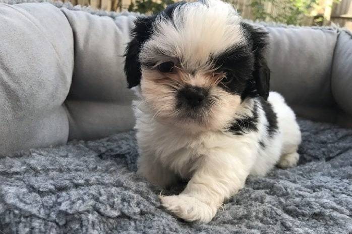 Un Shi Apso avec des  marques noires et blanches, et des poils duveteux