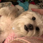 Un Shi-Mo de pelage blanc allongé sur le dos en regardant la caméra