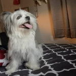 Un Shi-Mo de pelage blanc assis sur un tapis tout en tirant la langue il a l'air joueur