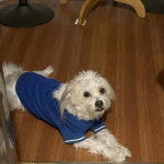Un Shi-Mo de pelage blanc allongé sur un sol en bois et habillé en bleu 