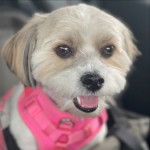 Photo montrant un Shi-Mo de pelage brun portant un habit rose sur le corp il a l'air détendu