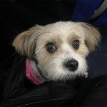 Un Shi-Mo de pelage marron et blanc assis dans un sac noir en regardant la caméra