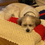 Un Shi-Mo de pelage marron et blanc allongé sur le ventre et qui porte un collier au cou