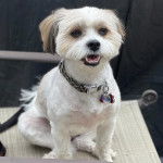 Un Shi-Mo assis tout en sortant légèrement la langue hors de sa gueule et porte un collier au cou