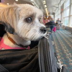 Photo montrant un Shi-Mo assis dans un sac tout en regargardant à droite