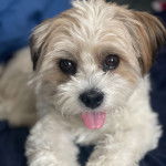 Photo en gros plan d'un Shi-Mo de pelage marron et blanc allongé et tire légèrement la langue