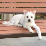 Un Shi-Mo de pelage blanc allongé sur un banc en bois et qui regarde vers la caméra