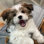 Photo montrant un Shi-Mo de pelage marron et blanc tirant la langue et qui a l'air joyeux