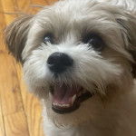 Un Shi-Mo de pelage blanc tirant la langue hors de sa gueule il semble joueur