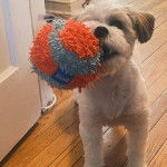Un Shi-Mo de fourrure blanche debout sur un sol en bois et qui tient une balle dans la gueule
