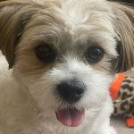 Photo en gros plan d'un Shi-Mo de pelage tirant la langue et qui semble joyeux