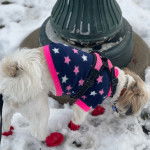 Un Shi-Mo debout dans la neige et portant des chaussures rouges et un habit au corp
