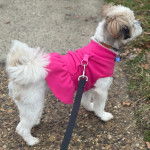 Une femelle Shi-Mo debout portant un habit rose et tenue par une laisse