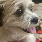 Photo en gros plan d'un Shi-Mo tirant la langue et qui semble joyeux