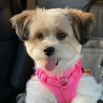 Une femelle Shi-Mo assise en tirant la langue hors de sa gueule et portant un habit rose 