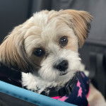 Un Shi-Mo de pelage blanc et marron regardant la caméra et portant un habit sur le corp