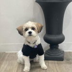 Un Shi-Mo de pelage blanc et marron assis sur un sol en bois et portant un habit noir et un collier 