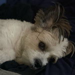 Un Shi-Mo allongé sur un drap noir et qui regarde la caméra 