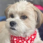 Un Shi-Mo allongé et qui porte un bandana rouge et blanc en forme de coeur